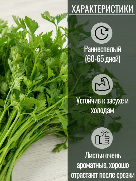 Агрони (семена) Семена петрушки Обыкновенная листовая, зеленый, фото 2