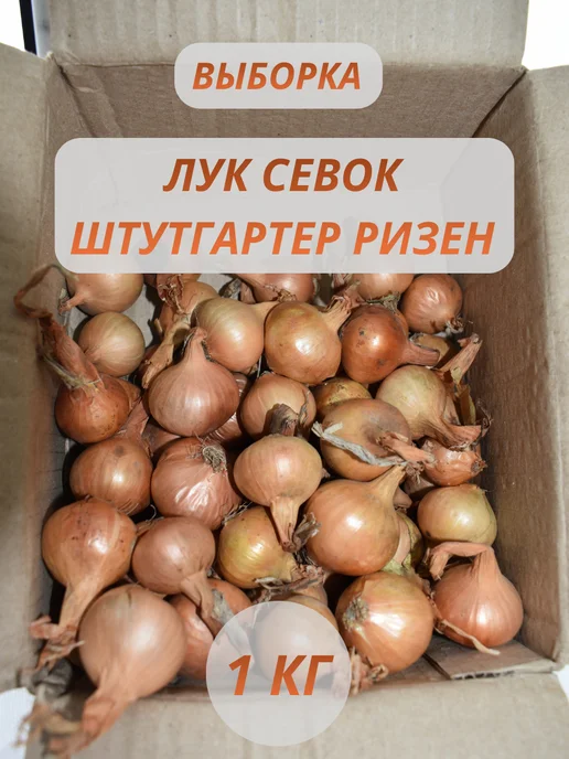 Севок РБ Лук севок( выборка) Штутгартер ризен 1 кг для зелени, 1 кг