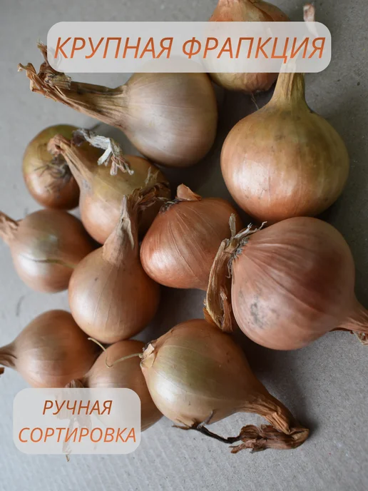 Севок РБ Лук севок( выборка) Штутгартер ризен 1 кг для зелени, 1 кг, фото 2