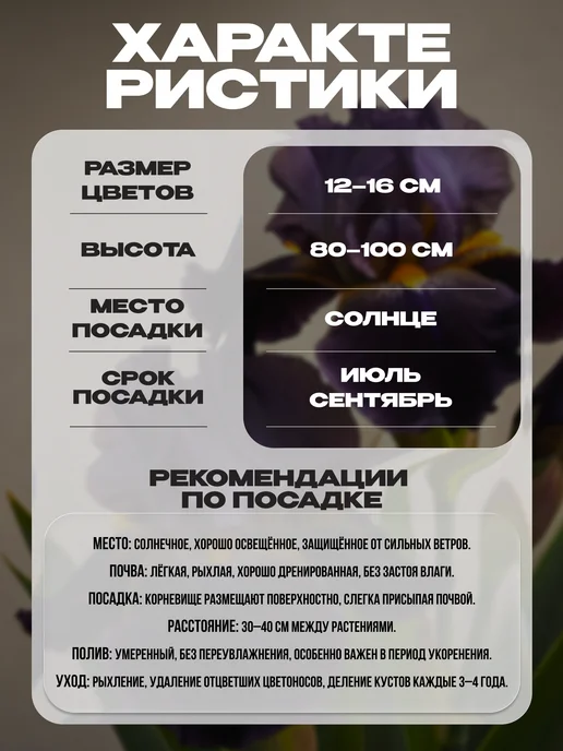 Ирис Loop The Loop 3шт, 3 шт, фото 2