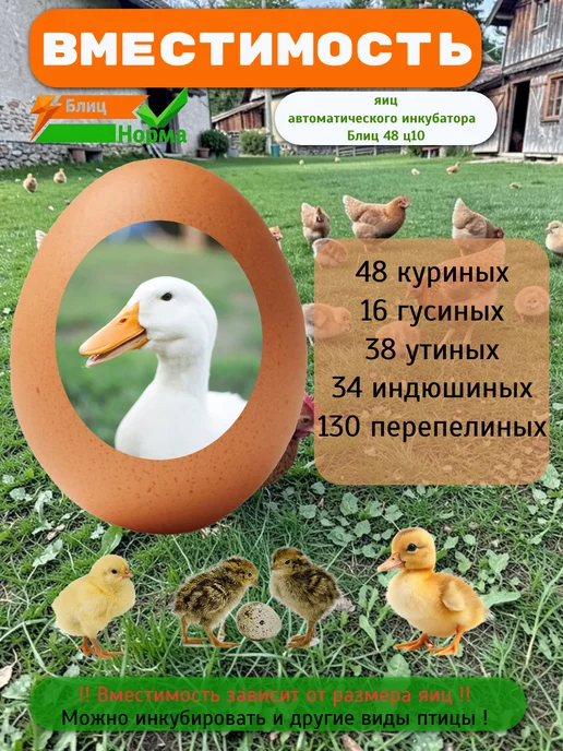 Производитель Блиц Норма Инкубатор для яиц цифровой автоматический 48, коричневый, фото 2