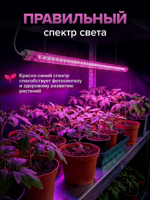 Фитосветильник для рассады линейный, 52см, вариант, фото 2