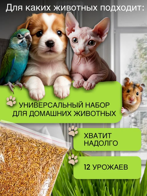 Кристальный КОТ Трава для кошек. Для грызунов. Для проращивания, вариант, фото 3