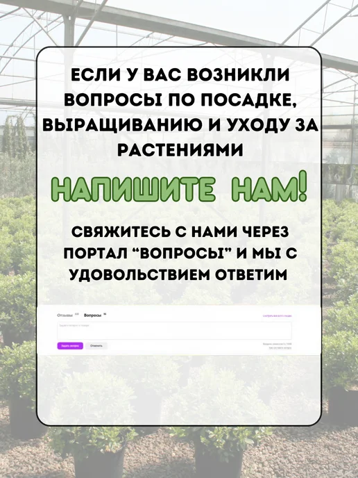 САД ГАРАНТ Ирис 5 шт луковицы Микс набор-3, 5 шт, фото 3
